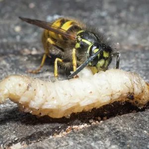 Common wasp - dissecting wax moth larva - UK Common wasp - dissecting wax moth larva - UK