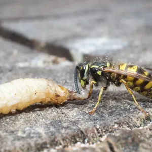Common wasp - dissecting wax moth larva - UK Common wasp - dissecting wax moth larva - UK