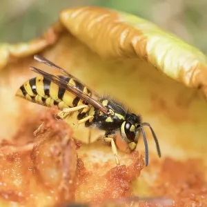Common wasps feeding on fallen apple Common wasps feeding on fallen apple