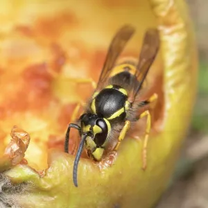 Common wasps feeding on fallen apple Common wasps feeding on fallen apple
