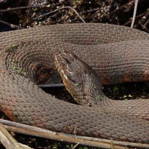 common watersnake (Nerodia sipedon), Maryland