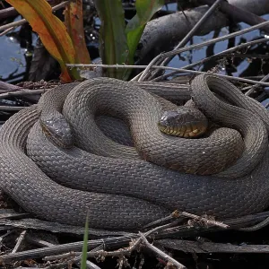 common watersnake (Nerodia sipedon), pair in Spring