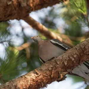 Common wood pigeon (Columba palumbus) Common wood pigeon (Columba palumbus)