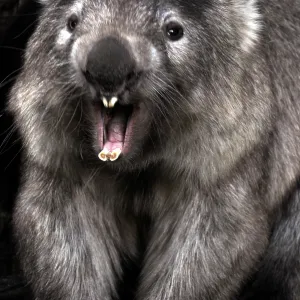 Comon Wombat - with mouth open showing teeth Comon Wombat - with mouth open showing teeth