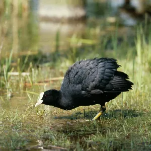 COOT COOT