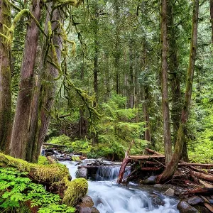 Copper Creek in Gifford-Pinchot National Forest Copper Creek in Gifford-Pinchot National Forest