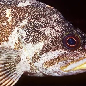 COPPER ROCKFISH - C/U HEAD COPPER ROCKFISH - C/U HEAD