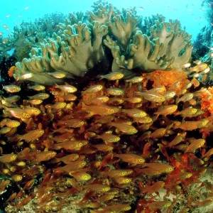 Copper Sweeper Fish - by coral Copper Sweeper Fish - by coral