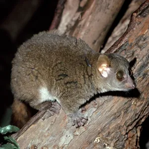 Coquerel's Mouse LEMUR - in tree Coquerel's Mouse LEMUR - in tree