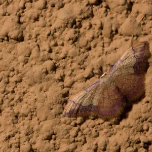 The Coral-bordered Wave (Idaea ostrinaria) resting on wall by night, Liguria, Italy The Coral-bordered Wave (Idaea ostrinaria) resting on wall by night, Liguria, Italy