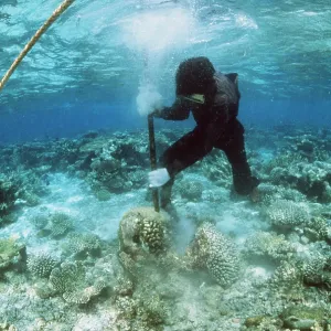 CORAL DESTRUCTION - Snorkeller destroying reef for CORAL DESTRUCTION - Snorkeller destroying reef for