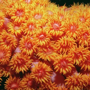 CORAL CORAL
