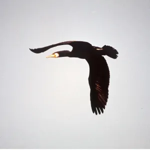 CORMORANT - IN FLIGHT
