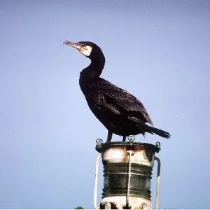 CORMORANT - on perch CORMORANT - on perch