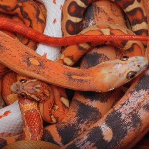 corn snakes, Pantherophis guttatus, Various captive