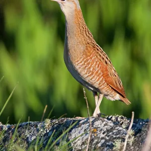 Corncrake - adult male calling in the early morning Corncrake - adult male calling in the early morning