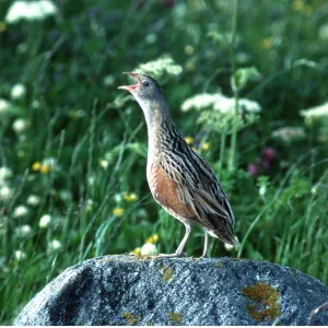 CORNCRAKE - calling