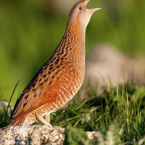 Corncrake - Single adult male calling in the early morning Corncrake - Single adult male calling in the early morning