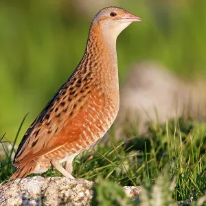 Corncrake - Single adult male standing on rock Corncrake - Single adult male standing on rock