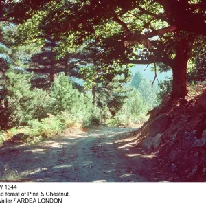 CORSICA - path in mixed forest of Pine & Chestnut