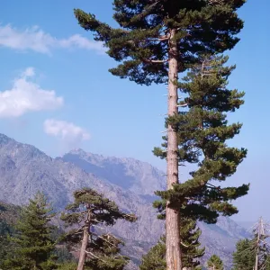 CORSICAN PINES