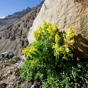 Corydalis sp Corydalis sp