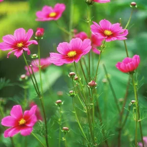 COSMOS Tetra - Versailles" COSMOS Tetra - Versailles"