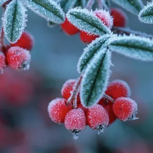 Cotoneaster Berries - Covered in frost / frosted
