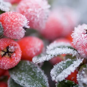 Cotoneaster Rimed berries - In frost