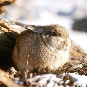Cottontail Rabbit Cottontail Rabbit