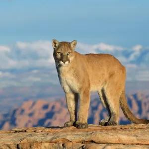 Cougar / Mountain Lion Cougar / Mountain Lion