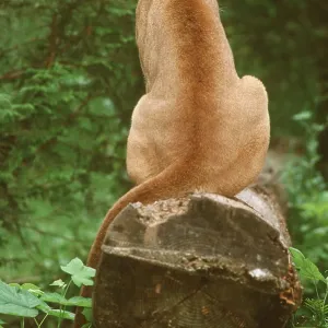 Cougar / Mountain Lion / Puma Cougar / Mountain Lion / Puma
