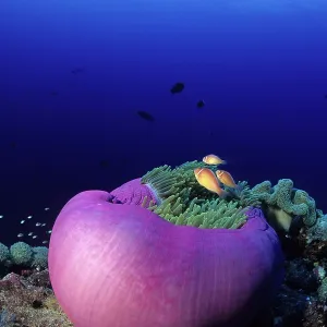Couple of pink anemonefish in a closed anemone, Amphiprion p Couple of pink anemonefish in a closed anemone, Amphiprion p