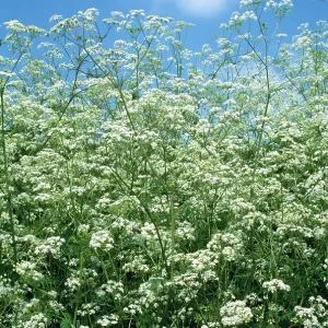 Cow Parsley Cow Parsley