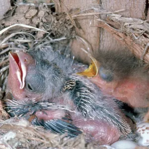 Cowbird and Flycatcher Chicks Cowbird and Flycatcher Chicks