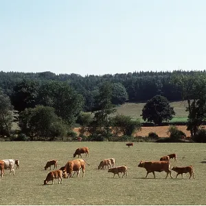 COWS AND CALVES COWS AND CALVES