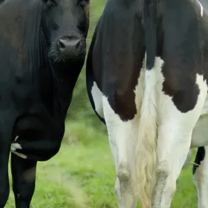 COWS - two heifers together, nose to tail. One COWS - two heifers together, nose to tail. One