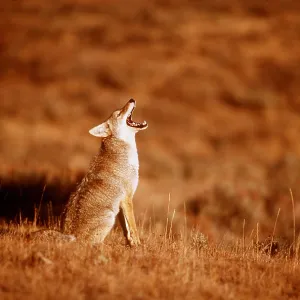 COYOTE - howling COYOTE - howling