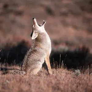 COYOTE - howling COYOTE - howling