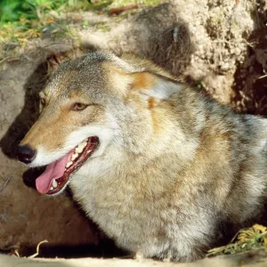 COYOTE - mother at den COYOTE - mother at den