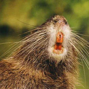 COYPU / Nutria - adult, close-up of mouth & teeth COYPU / Nutria - adult, close-up of mouth & teeth