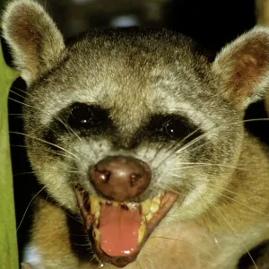 Crab-eating Racoon Crab-eating Racoon