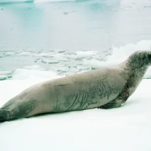 CRABEATER SEAL CRABEATER SEAL