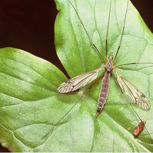 CRANEFLY / Daddy-Long-Legs - ON LEAF CRANEFLY / Daddy-Long-Legs - ON LEAF