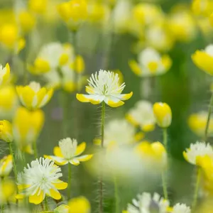 Cream Cups (Platystemon californicus) wildflowers Cream Cups (Platystemon californicus) wildflowers