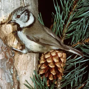 CRESTED TIT - on tree