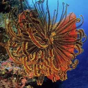 Crinoid or feather star, Walindi, West New Britain, Papua Ne Crinoid or feather star, Walindi, West New Britain, Papua Ne