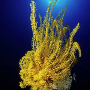Crinoid or feather star, Walindi, West New Britain, Papua Ne Crinoid or feather star, Walindi, West New Britain, Papua Ne