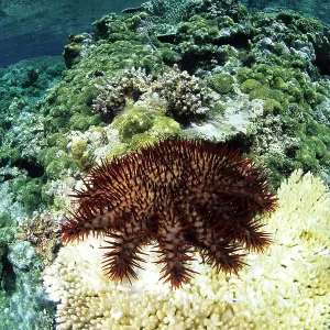 Crown-of-Thorns, Acanthaster planci, feeding on a hard coral Crown-of-Thorns, Acanthaster planci, feeding on a hard coral