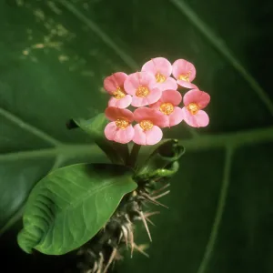 Crown of Thorns Crown of Thorns